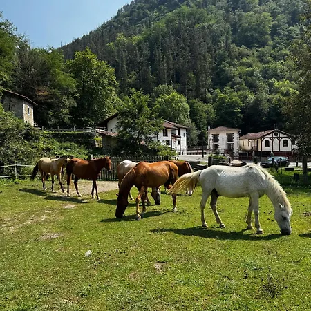 De Lastur Hostel *